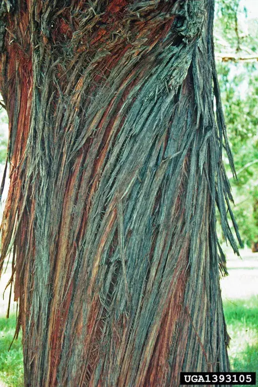 White Stringybark (Eucalyptus Globoidea) 100 Seeds
