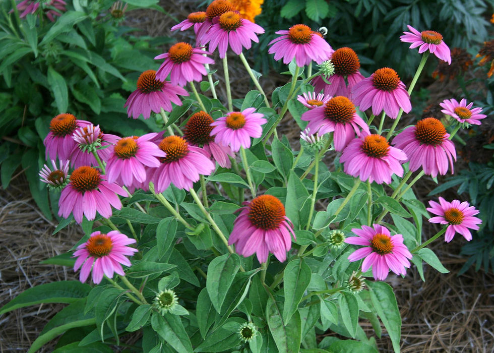 Buy Purple Coneflower Echinacea online at My Seeds