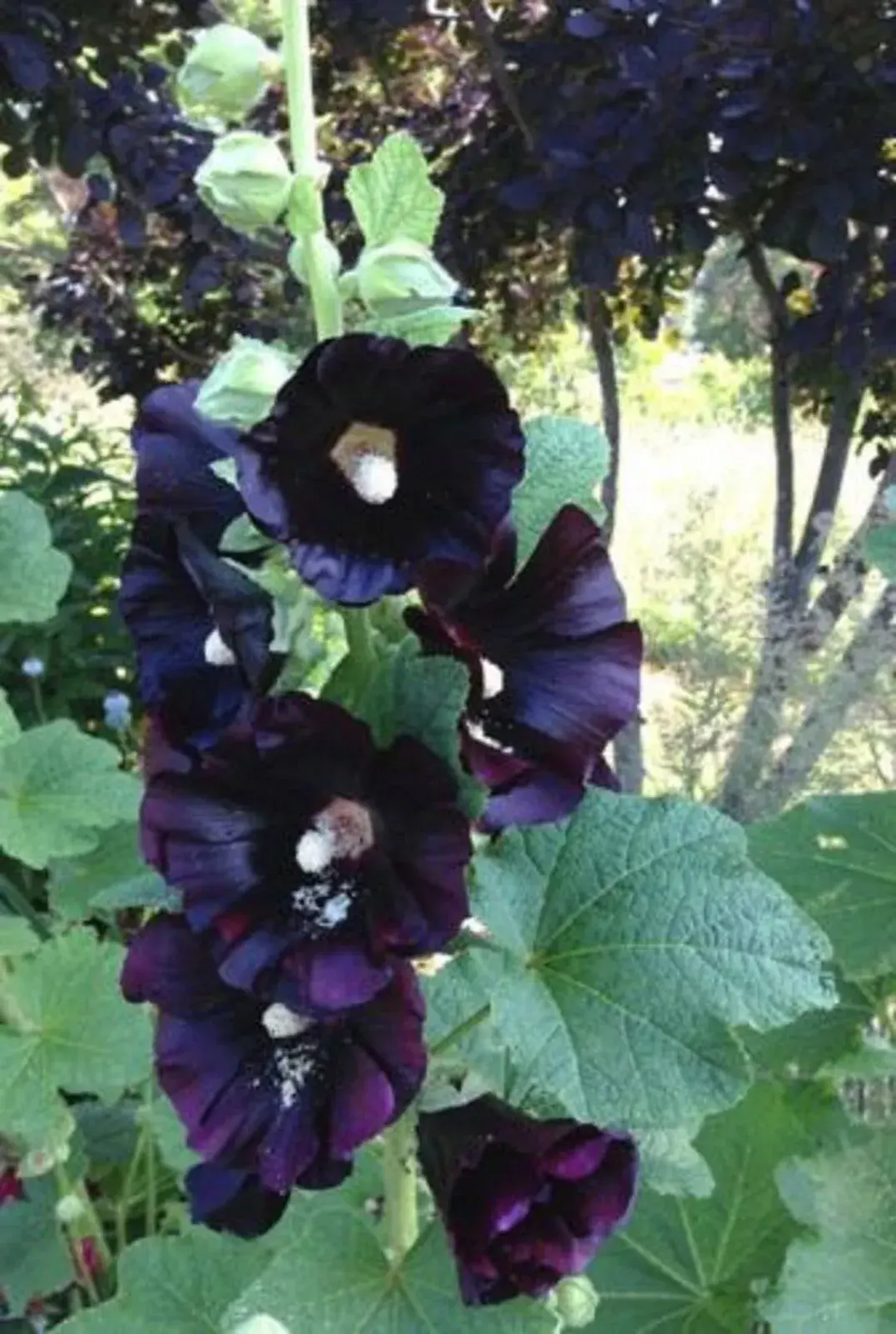 Hollyhocks – hollyhock seed – holly hock seed