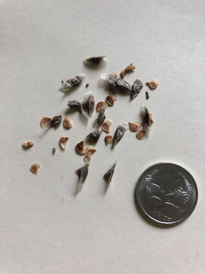 Thumbnail: Buy Mixed Aloe Vera Seeds online at My Seeds