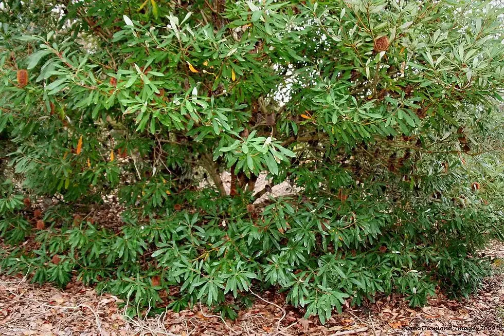 banksia conferta 5 Seeds