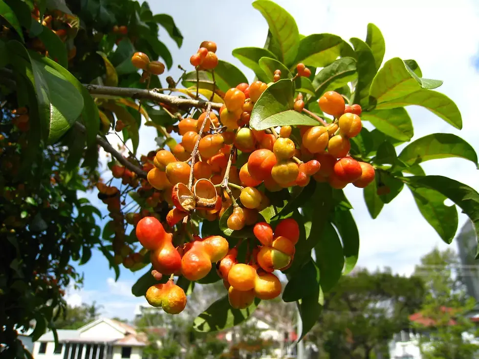 Australian Tulipwood (Harpullia pendula) 5 fresh Seeds