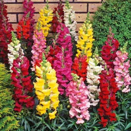 Buy Snapdragon Mixed online at My Seeds