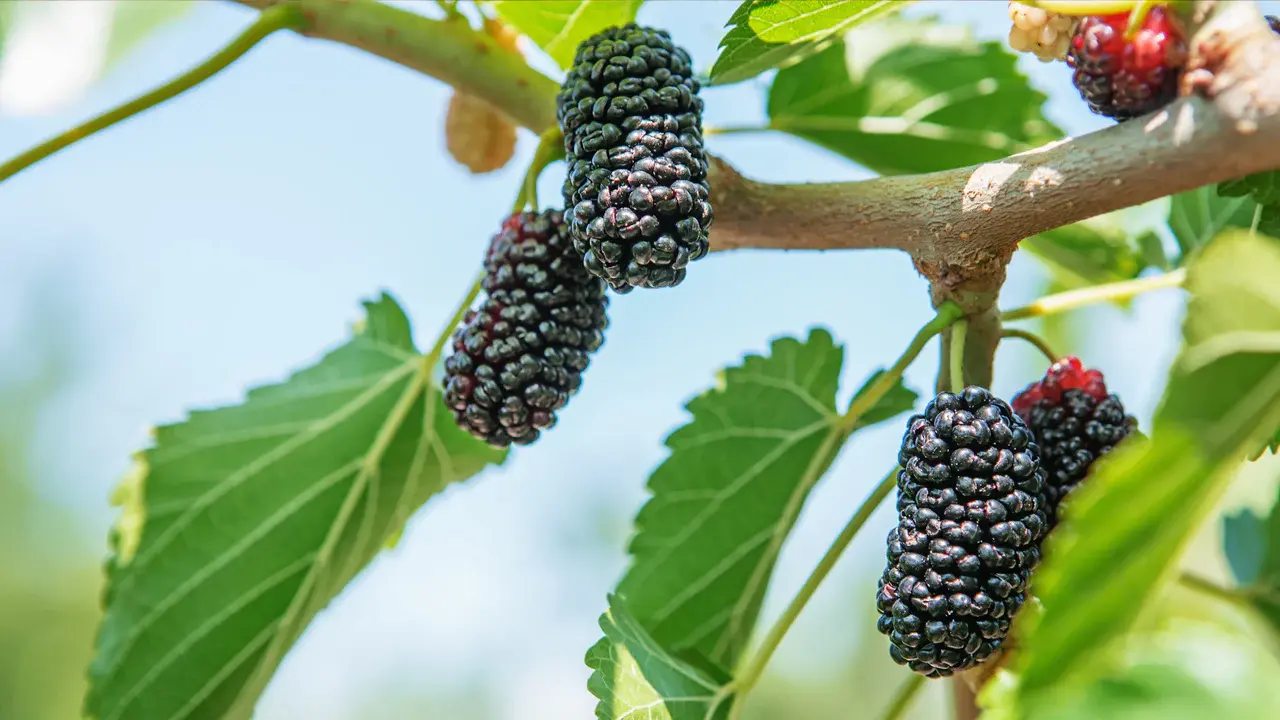 Buy Black Mulberry Tree Seeds Organic My Seeds Au Garden Plants Flowers