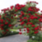 Buy Climbing Red Rose online at My Seeds
