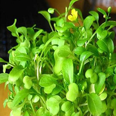 Aquarium Love Grass Plant Seeds| Fish Tank Aquascaping Aquarium plants | My  Seeds