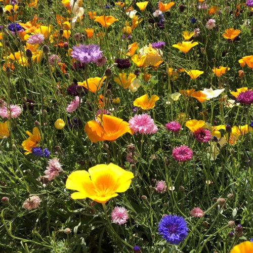 Buy My Seeds WILDFLOWER Seeds DIY Seed Kit online at My Seeds