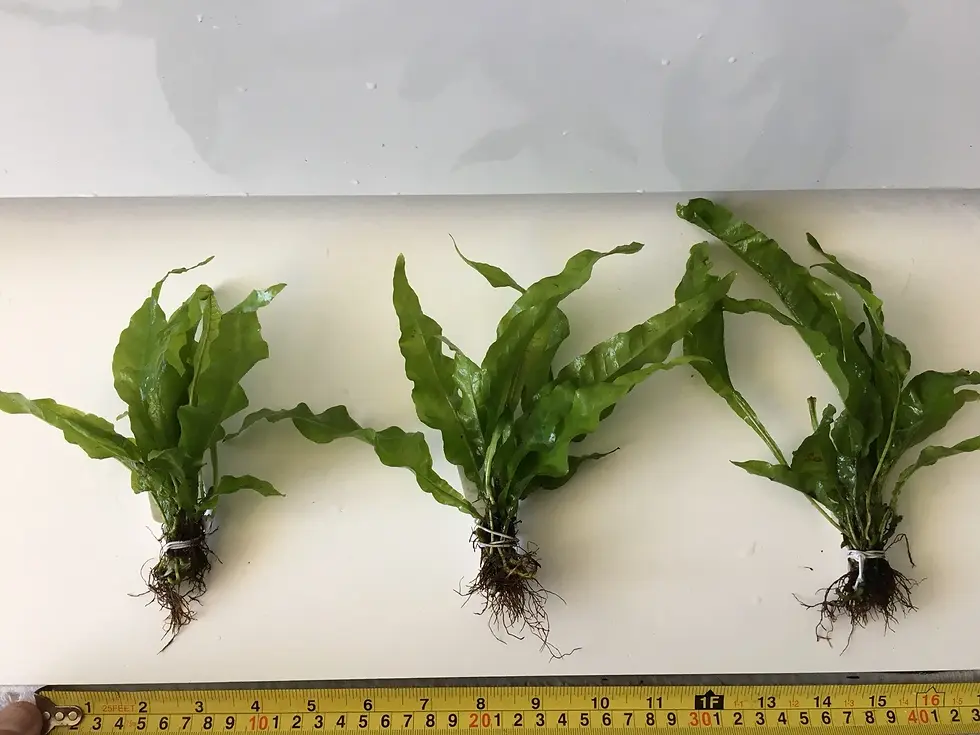 Medium Java Fern Bunch (Microsorium), Aquarium, Fish Tank Plant. | Aquarium Plants | Fish Tank Plants