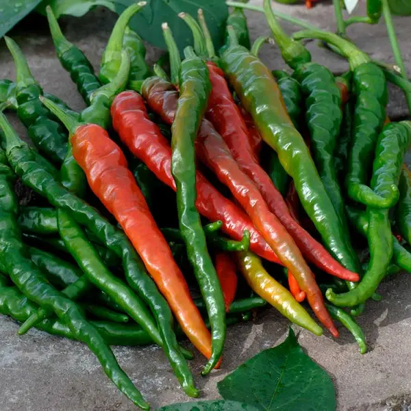 CHILLI Cayenne Red 15 seeds OPEN-POLLINATED vegetable garden SPRING SUMMER HOT | Hot Chilli, Pepper X Ghost Chili Red Chilli