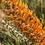Thumbnail: Orange Flame Grevillea (Grevillea excelsior) Aussie Native Tree Seeds