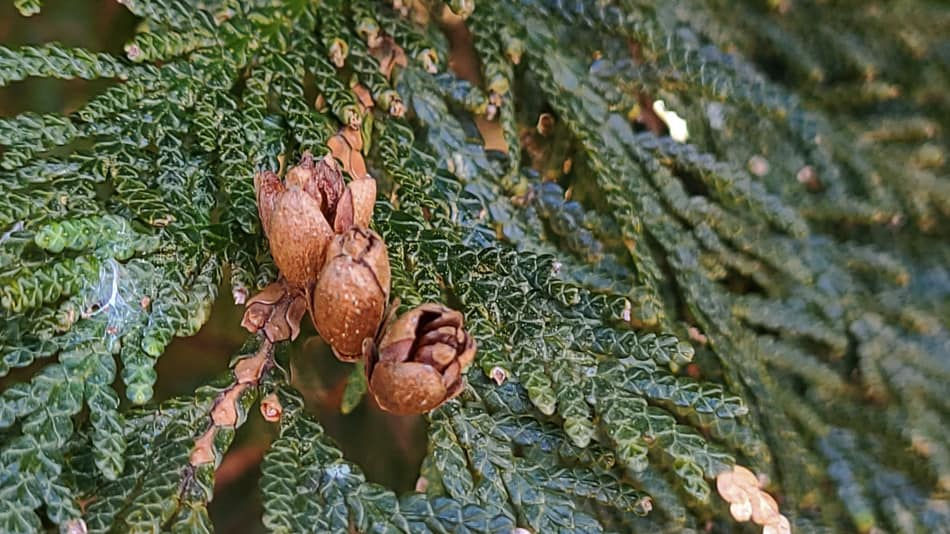 Buy Northern White Cedar Seeds My Seeds Au Garden Plants Flowers