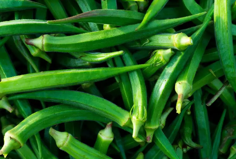25+ Louisiana Longhorn Cowhorn Okra Seeds | Seed Supply | Plants on sale online
