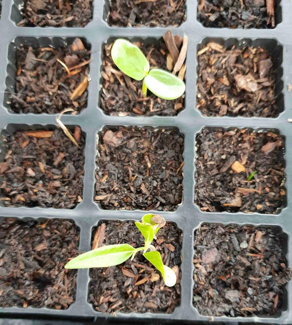 Thumbnail: Queensland Bottle Tree Seeds