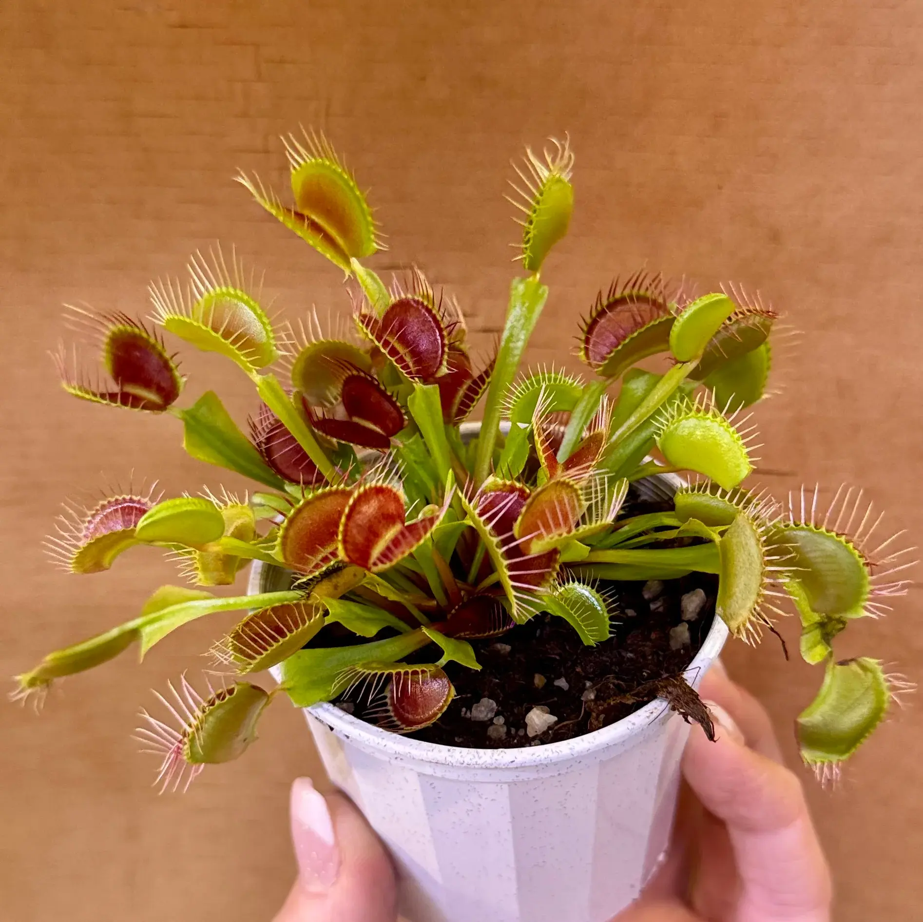 VENUS FLY TRAP PLANT for sale ~ D.Muscipula Carnivorous Plants