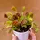 Thumbnail: VENUS FLY TRAP PLANT for sale ~ D.Muscipula Carnivorous Plants