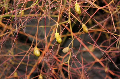 Smoke Tree Seeds | My Seeds Smoke Tree Seeds | My Seeds