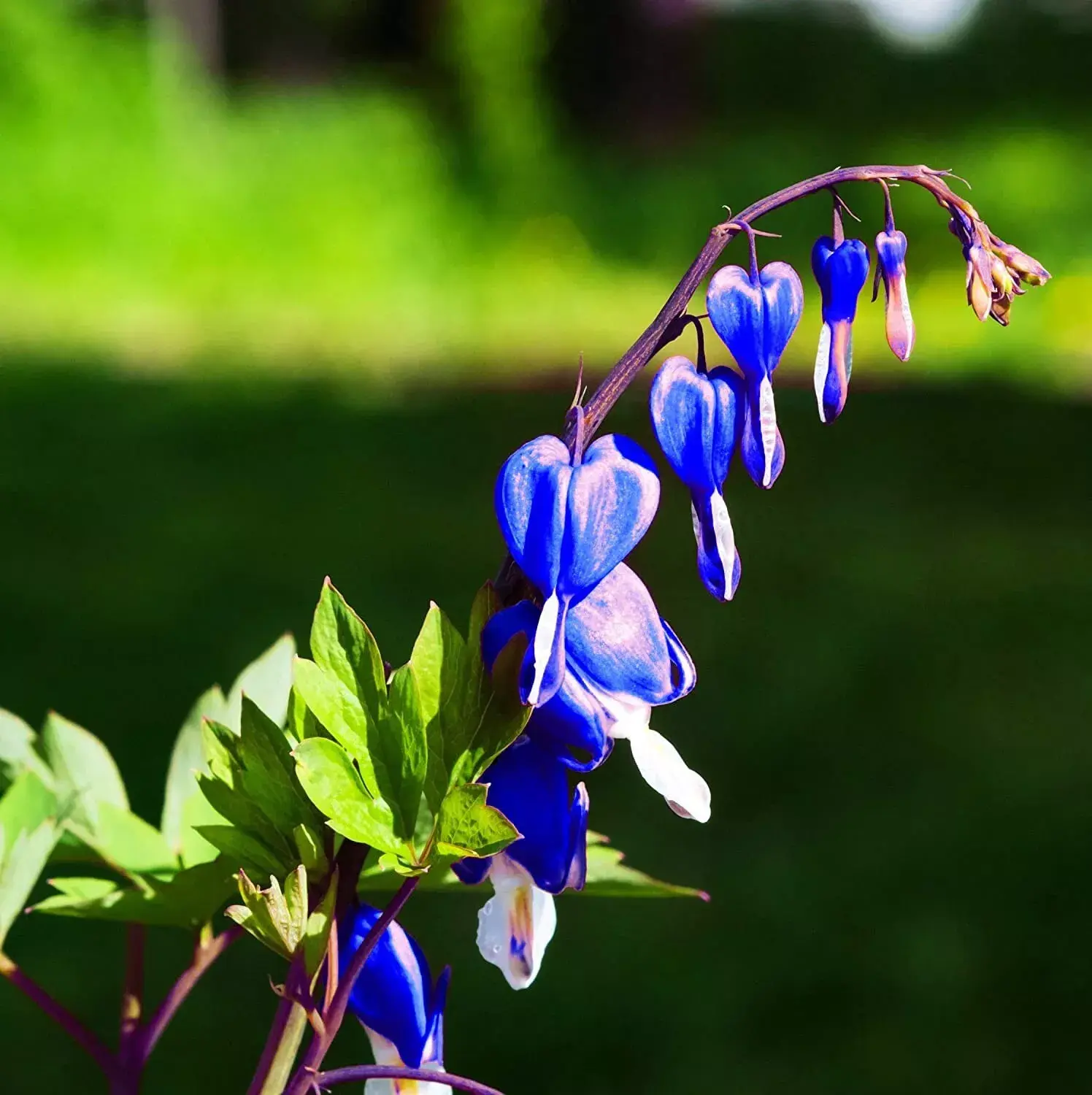 Bleeding Heart Flower Seeds – Bleeding heart climbing plant