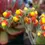 Thumbnail: Firecracker Plant Seeds - Cactus Succulent Seed (Echeveria setosa var. deminuta)
