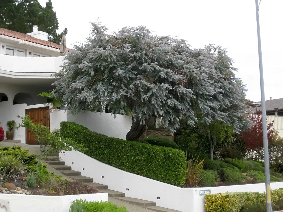 Argyle Apple ( Eucalyptus cinerea ) 50 Seeds