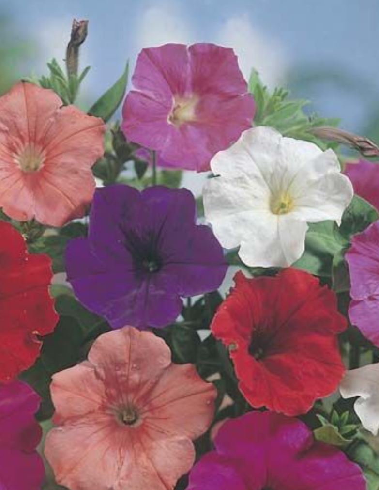 Thumbnail: Buy My Seeds Flower Seeds DIY Seed Kit online at My Seeds