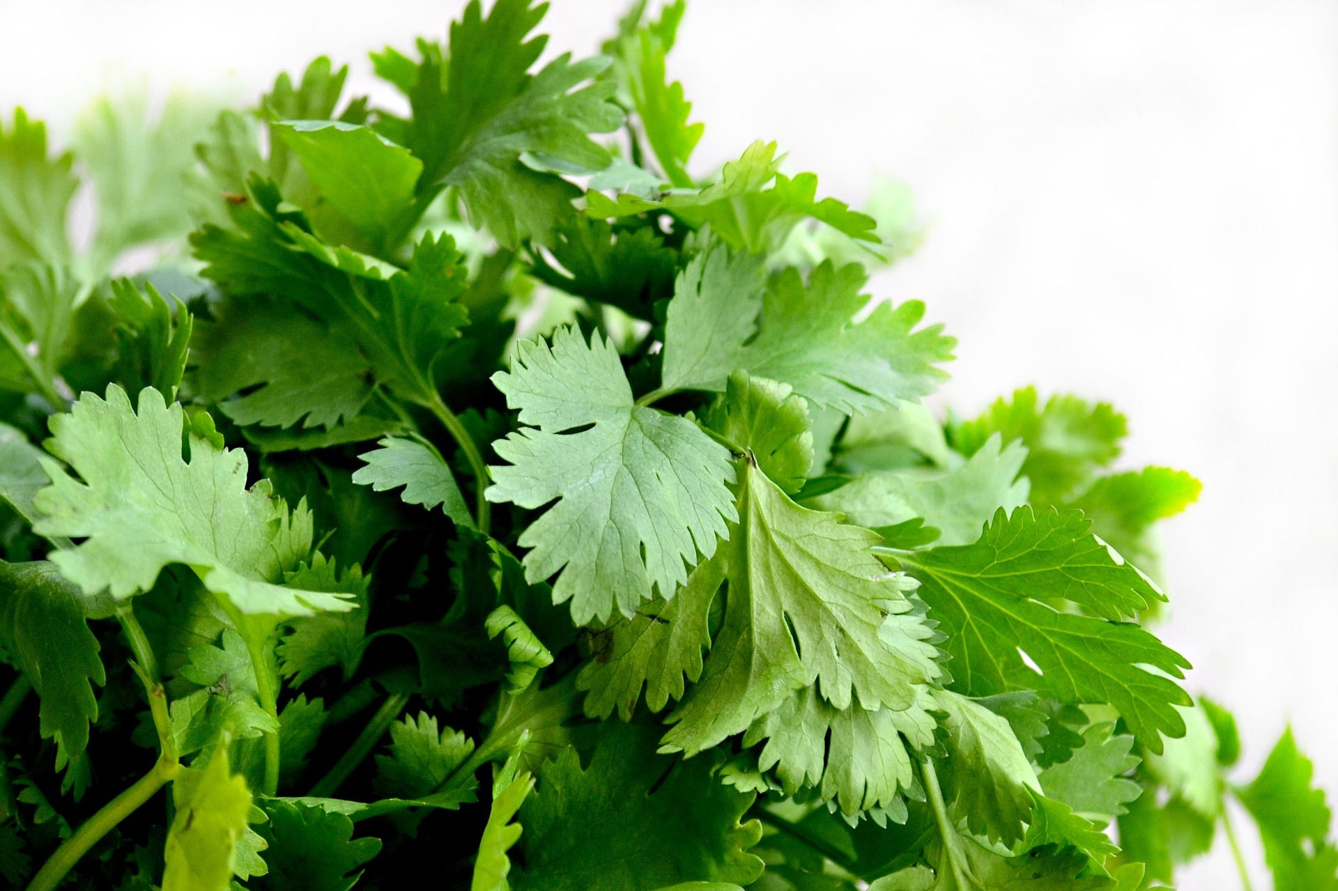 Buy Coriander Seeds in Summer online at My Seeds