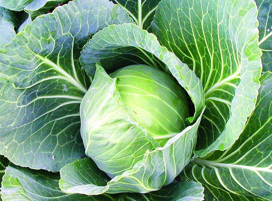 200+ Cabbage Seeds | Seed Supply | Plants on sale online