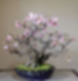 Buy Pink Sakura Bonsai Seeds online at My Seeds