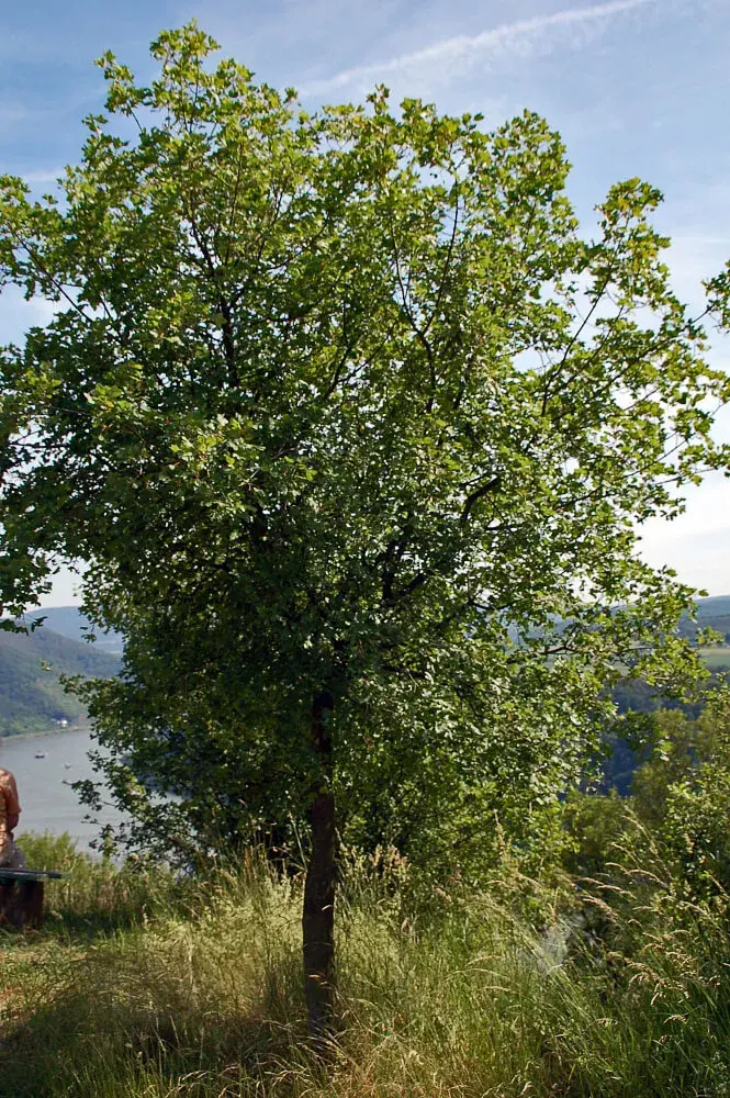 Montpellier Maple (Acer monospessulanum) 30 Seeds