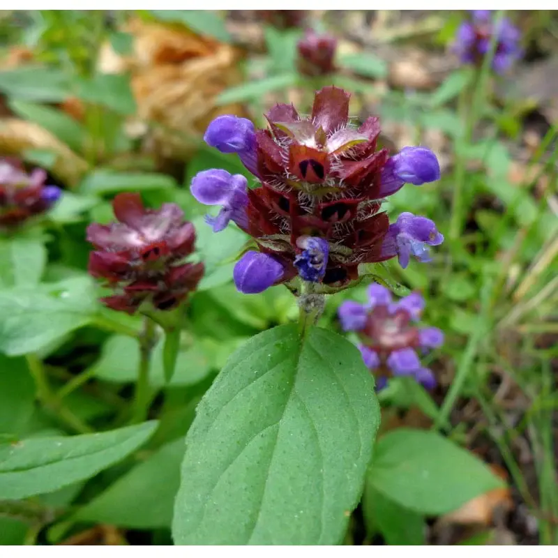 Buy Self Heal Seeds Organic My Seeds Au Garden Plants Flowers