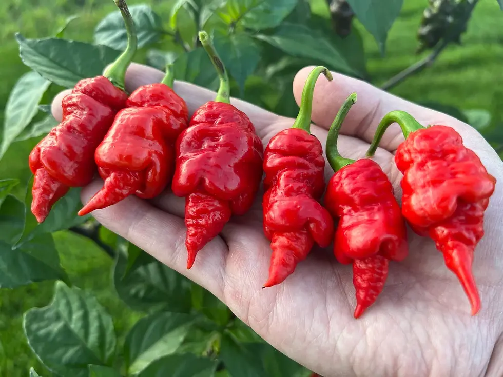CHILLI Carolina Reaper Red 10 seeds OPEN-POLLINATED vegetable garden SUMMER HOT | Hot Chilli, Pepper X Ghost Chili Red Chilli
