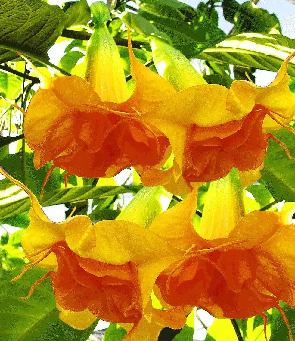 Angel Trumpet flower – angel trumpet seeds