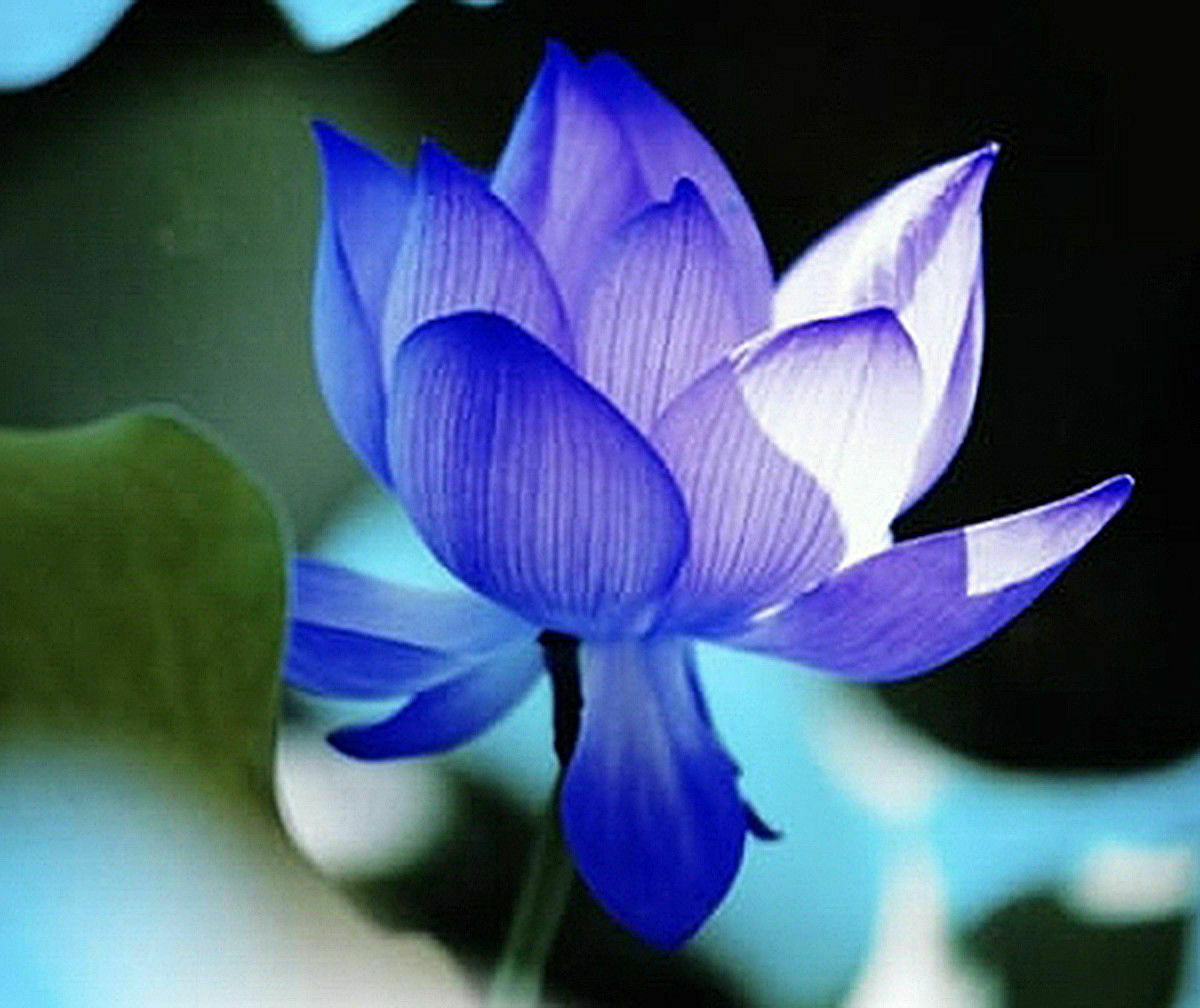 BULK sacred BLUE Lotus Seeds Nelumbo Nucifera