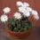 Thumbnail: Fresh Beautiful Easter Lily Cactus Seeds (Echinopsis oxygona)