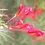 Thumbnail: Wilson Grevillea (Grevillea wilsonii) 10 seeds
