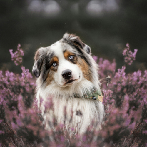 Thumbnail: The Mini Aussie Sheppard eBook - australian berger | australian shepherds