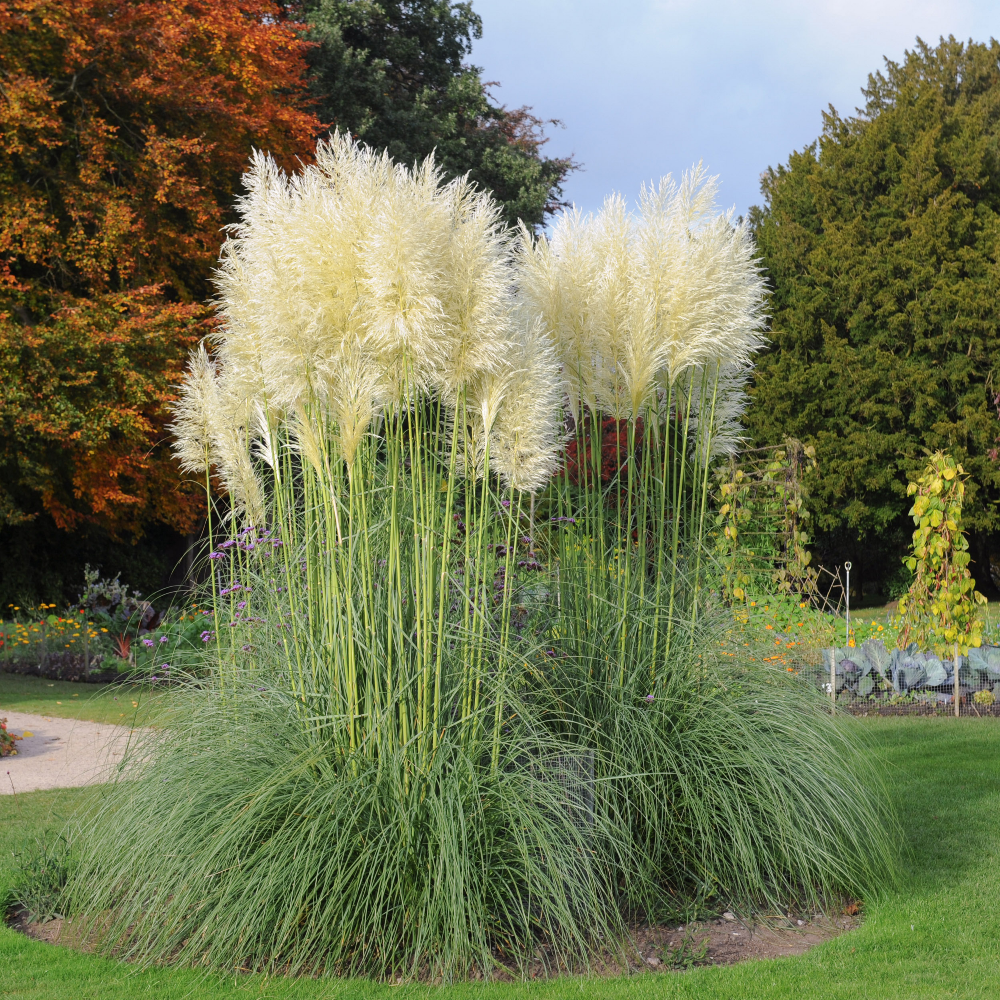Beautiful White Pampas Grass Seeds