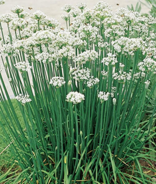 Buy Garlic Chives Seeds Organic My Seeds Au Garden Plants Flowers