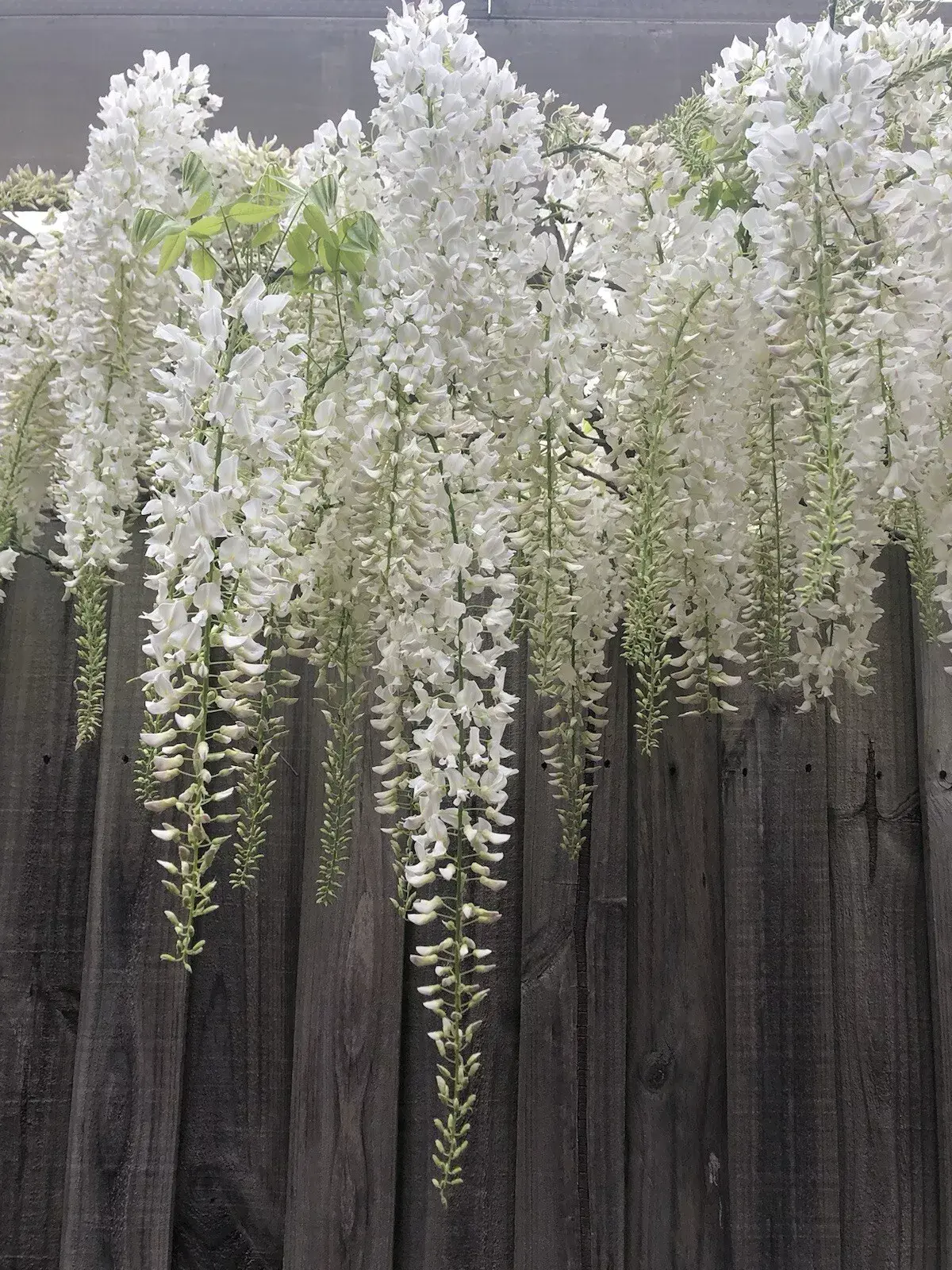 Japanese Wisteria Seeds Rare!