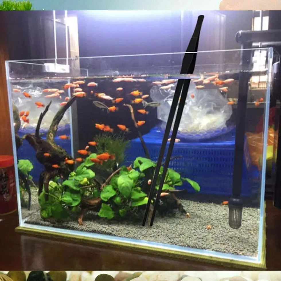 Thumbnail: Stainless Aquarium Tweezers Long Tongs Fish Tank Shop Near Me | Pet Fish Store