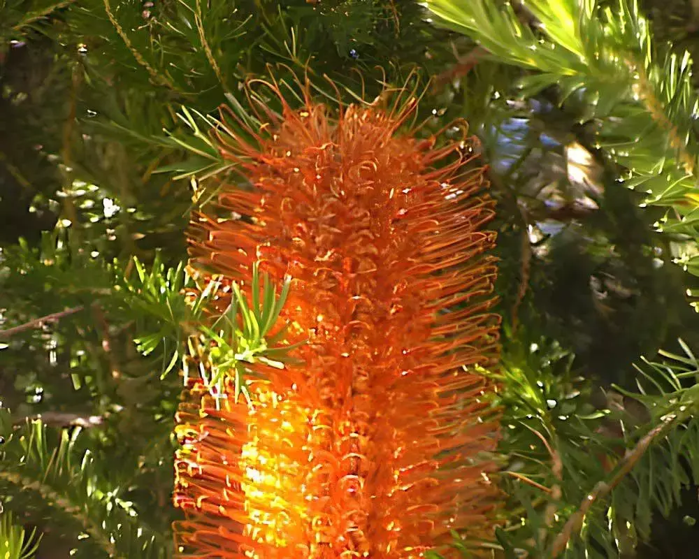 Heath Banksia (Banksia ericifolia var ericifolia) 5 seeds