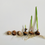 Thumbnail: Buy Priscilla 10 Bulbs - Gladioli Bulb - Gladiolus online at My Seeds