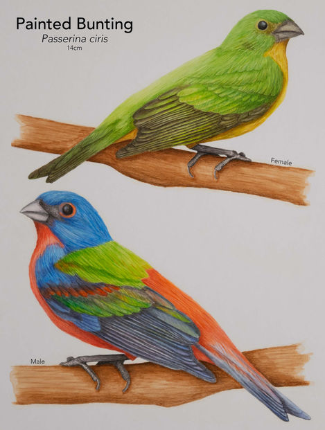 Sexual Dimorphism in Painted Buntings, 2024