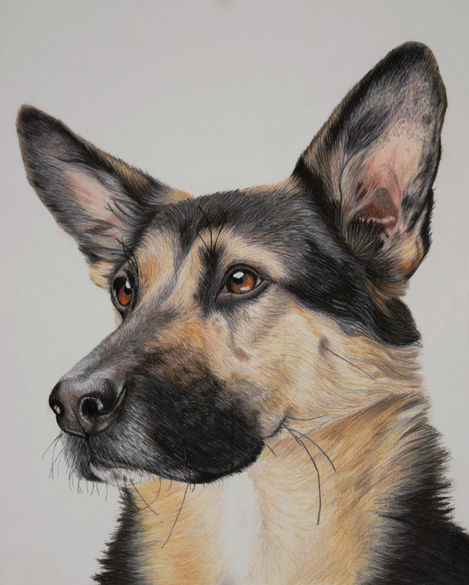 German Shepard 1, 2023