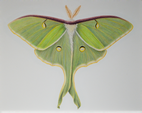 Adult Luna Moth, 2025-26