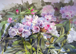 Biały różanecznik