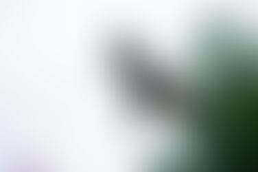 Følg Mikkel Haarup til Mini O's i Florida