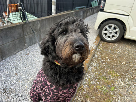 今日の番犬ＢＥＣＫ🐾