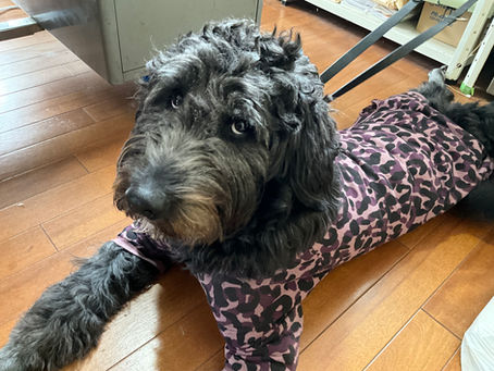 今日の番犬BECK