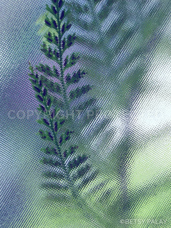 Fractured Fern