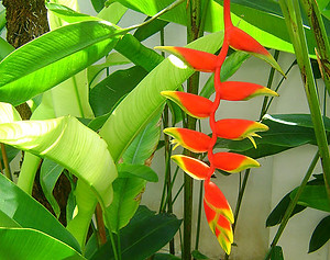 Khao Lak, Thailand, Bird of Paradise Flower